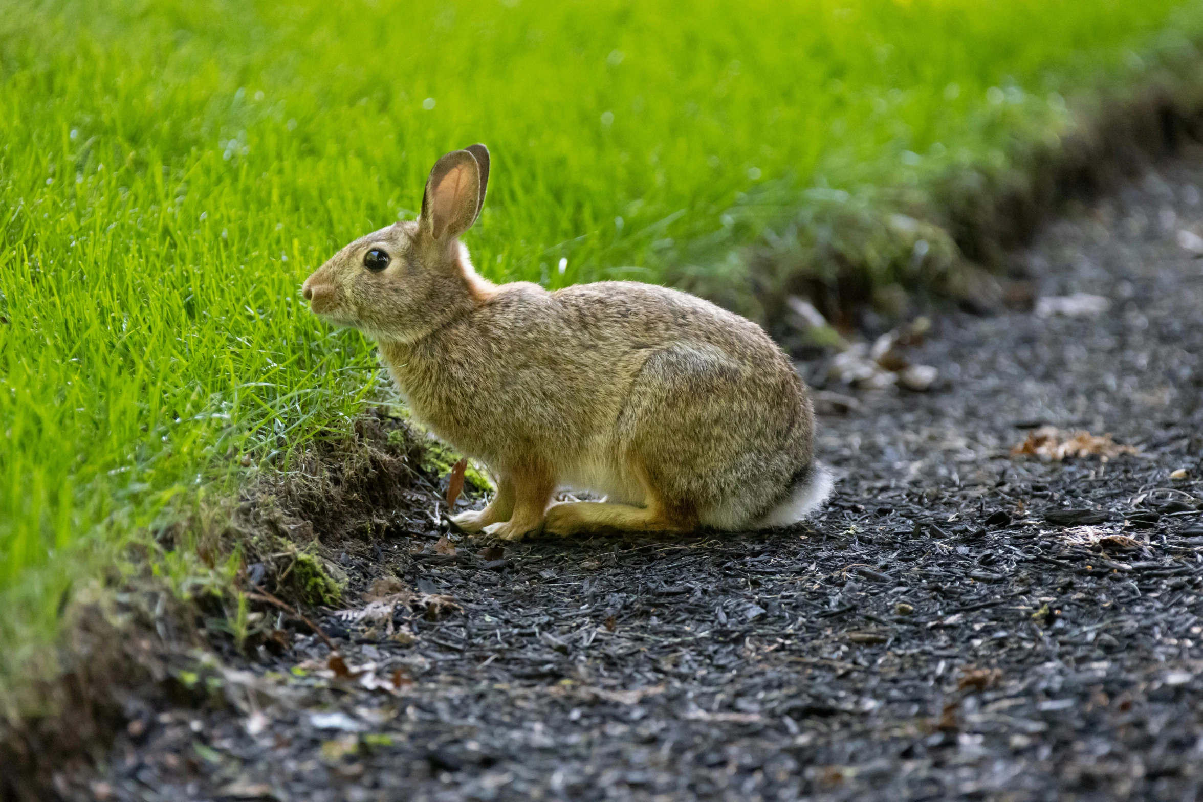 a rabbit sitting in the middle of a road