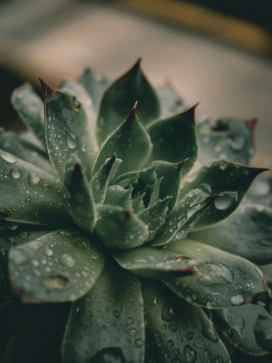 the green plant has very many tiny droplets