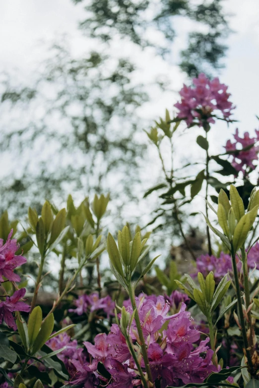 purple flowers blooming near some trees and sky