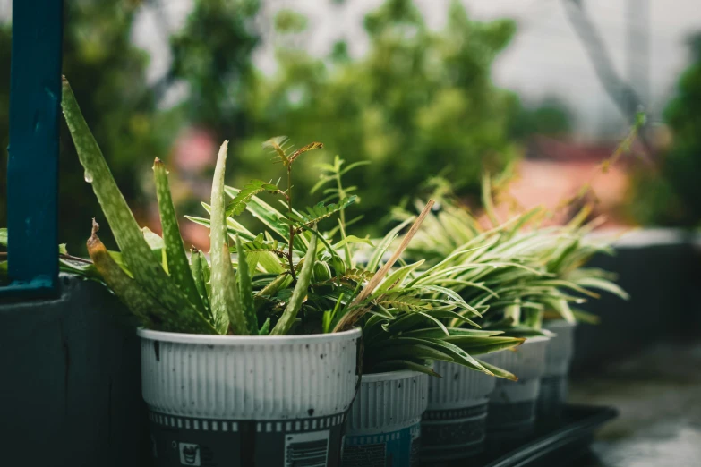 several plants and pots that are sitting together