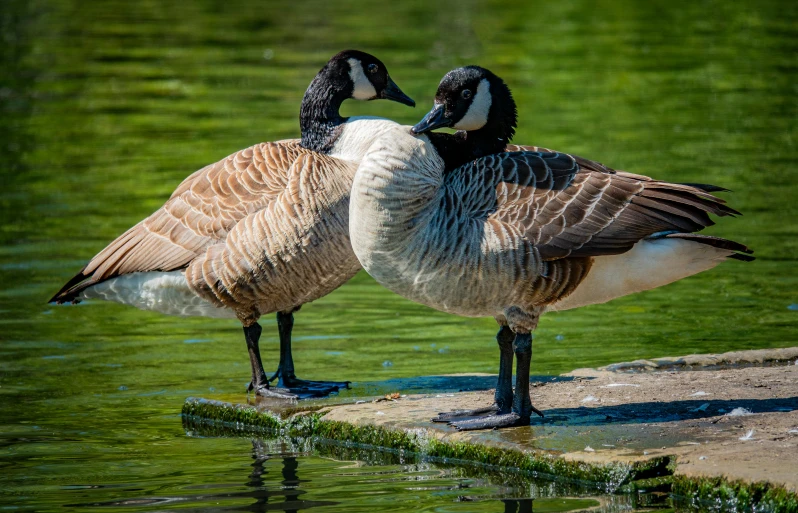 two large geese stand at the edge of water