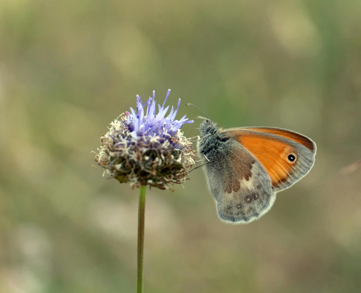 a small erfly that is on top of a flower