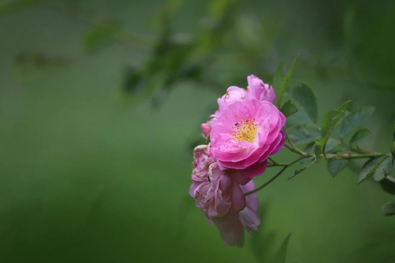 a pink rose sits on a nch in the rain