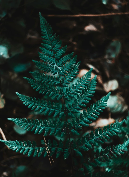 a green plant that is sitting in the woods