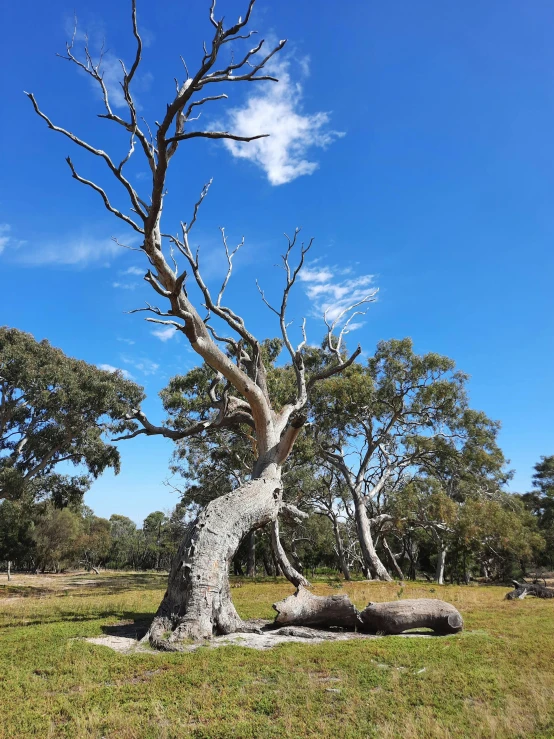 an old dead tree in a green field