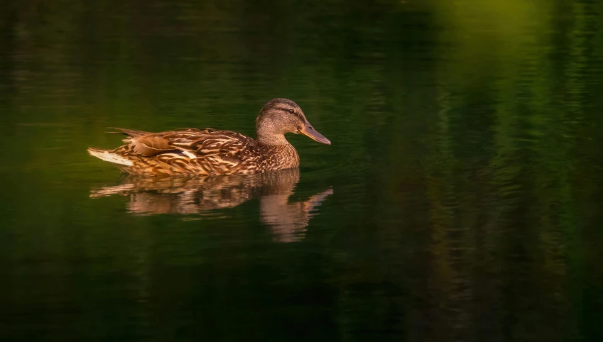 a brown duck swimming on top of water