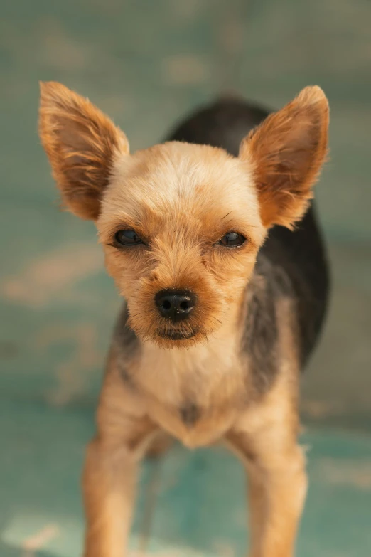 an adorable puppy with big ears stands on the tile