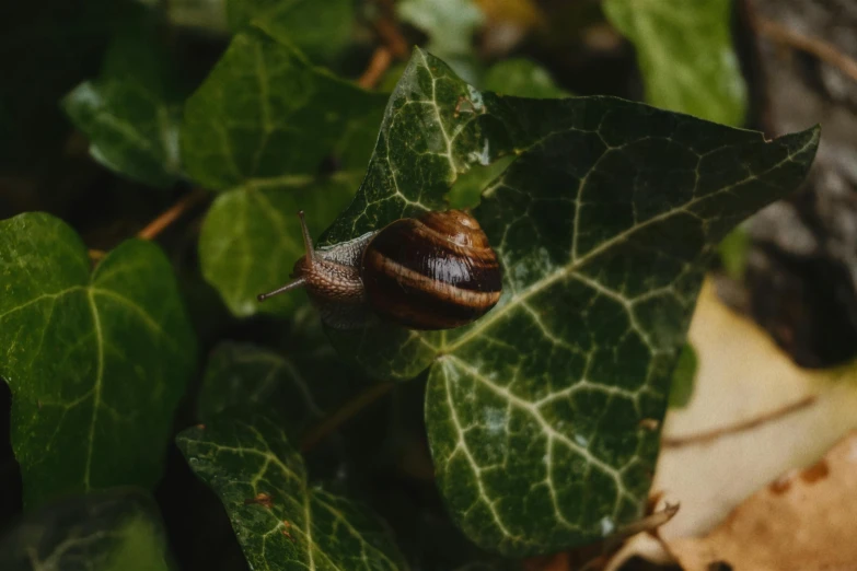 a brown and black snail on a green leaf