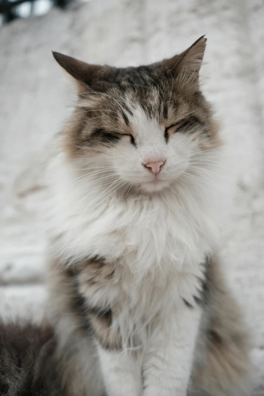 a gray and white cat with a long fur