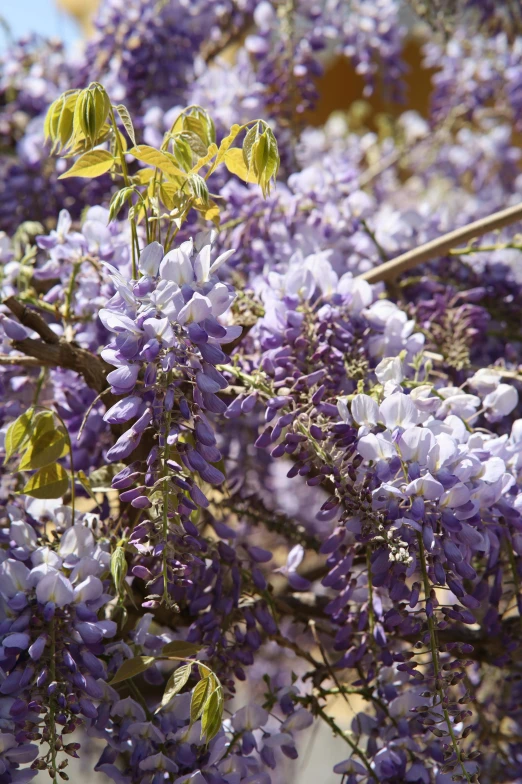 a cluster of purple lilacs growing on a tree