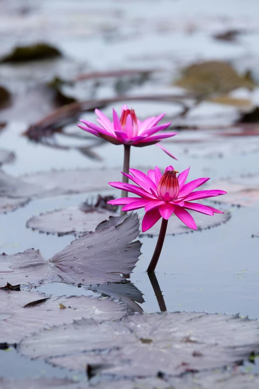 the flower buds are pink in color