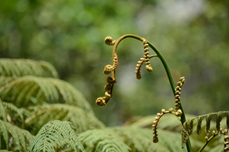 some plants with tiny flowers on them are green