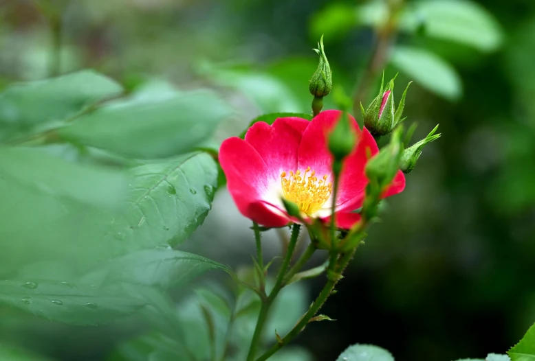 a red flower sitting on top of a green nch