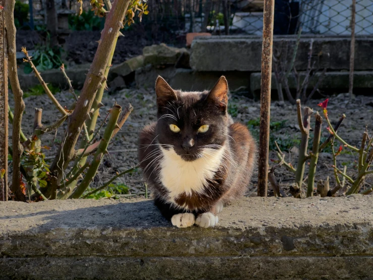 a gray and white cat sitting on the ground