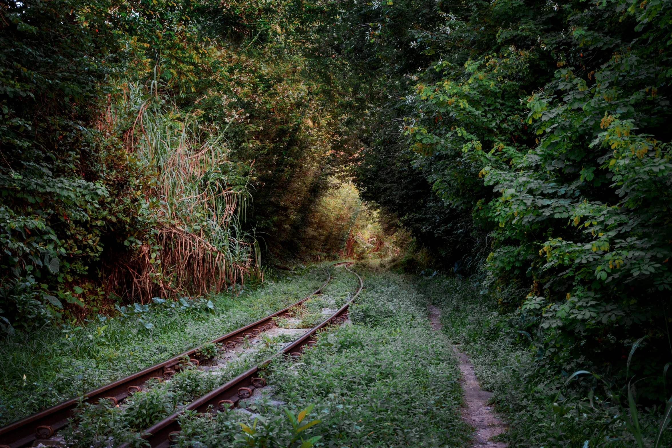 tracks in the grass surrounded by trees