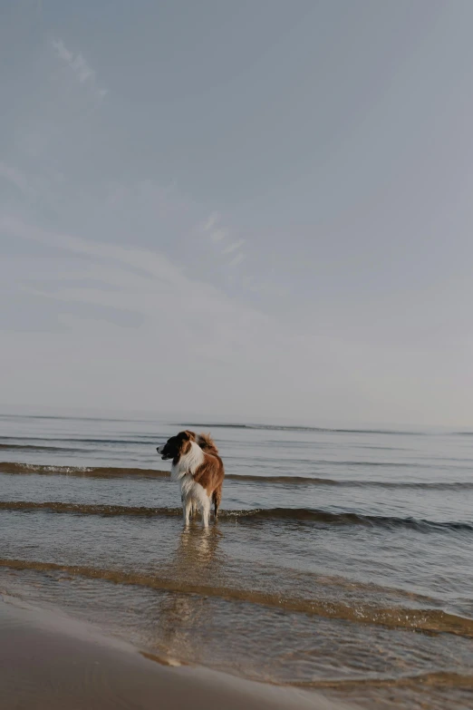 a dog walking in shallow water on the shore