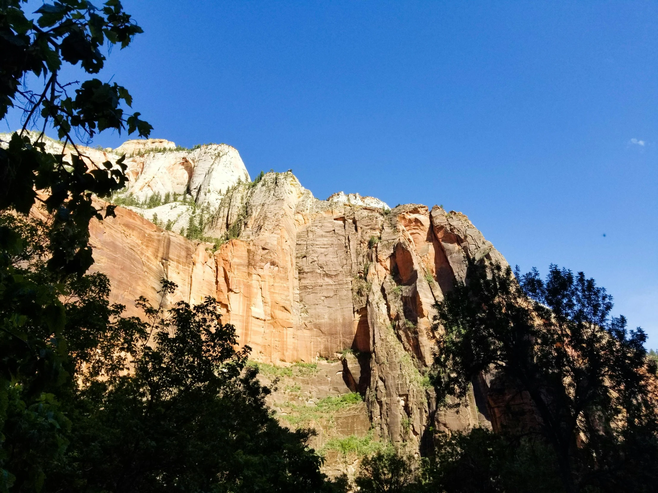 a large rock face next to a forest