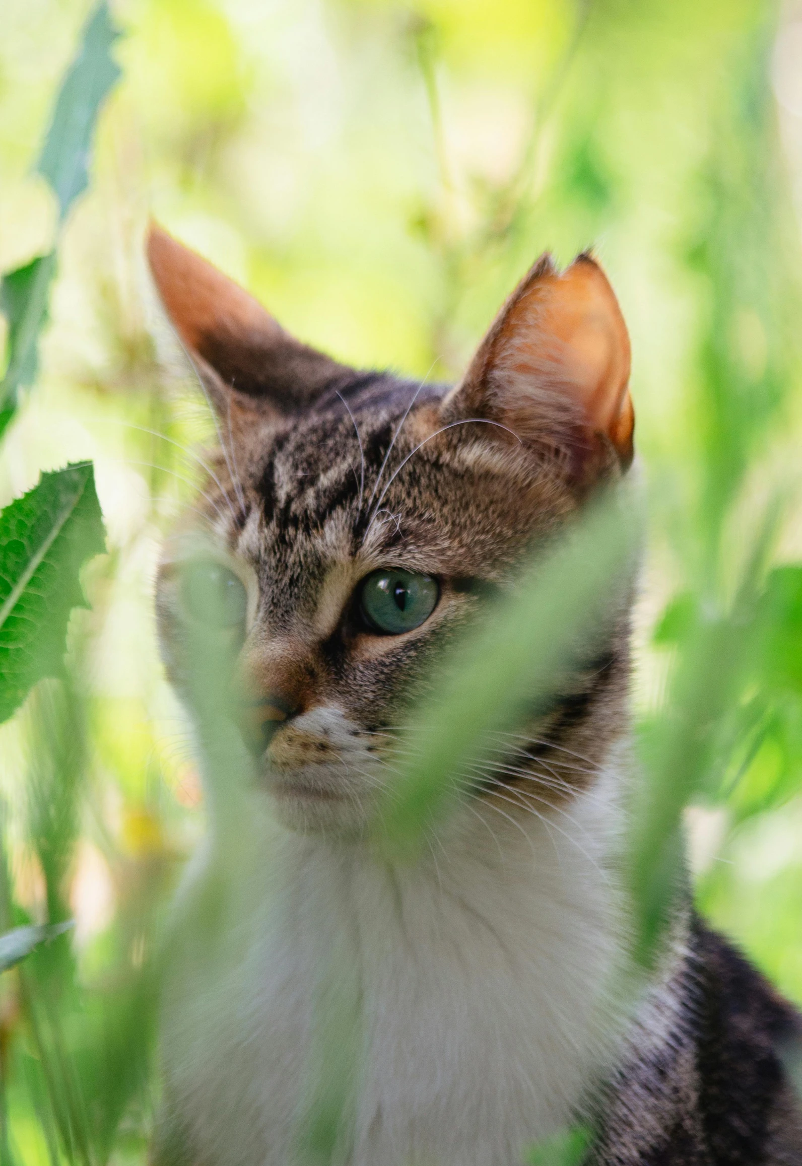 a cat in the leaves is hiding behind plants