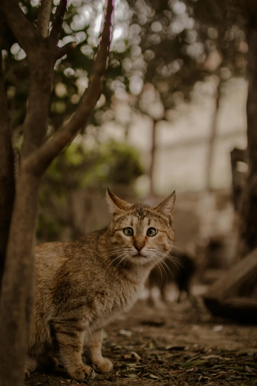 an orange tabby cat looks at the camera in the woods