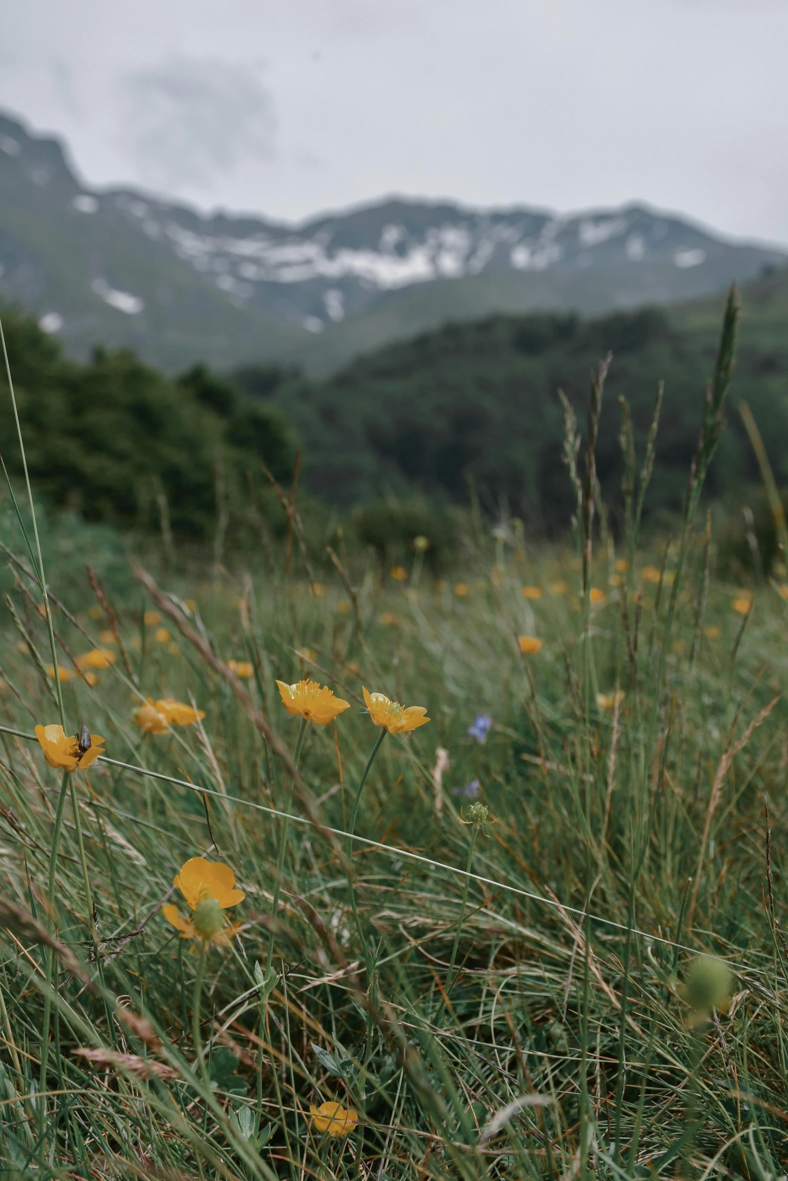 grass covered with yellow flowers with mountains in the background