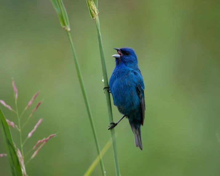 the bird has one eye open and is perched on a tall plant