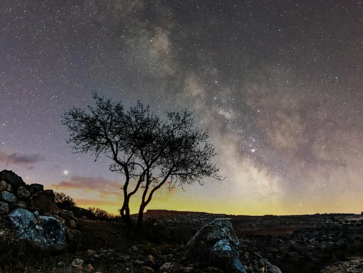 the night sky filled with stars and the trees are surrounded by rocky terrain