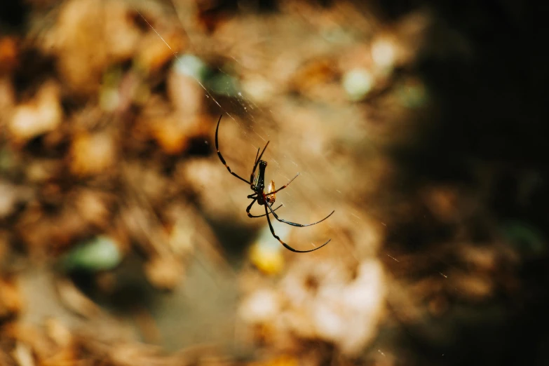 a spider is sitting on its web outside