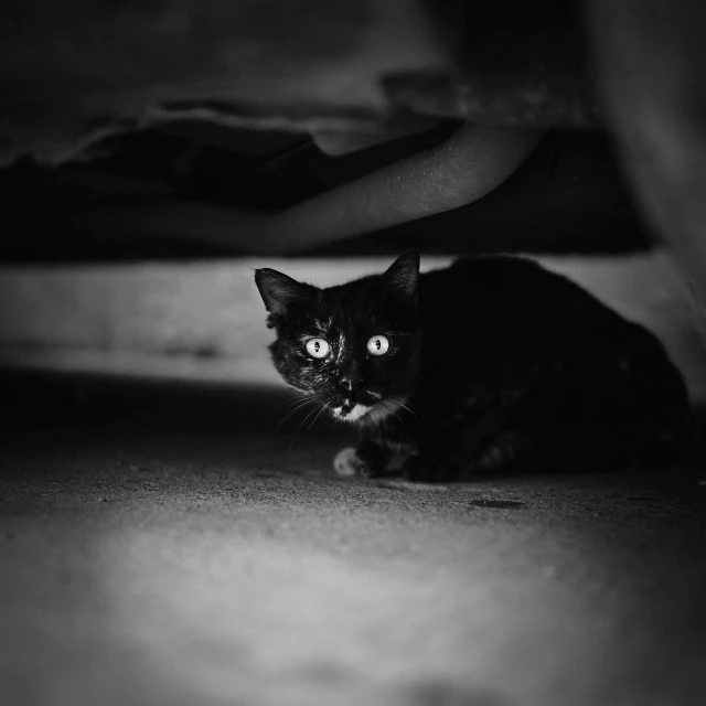 black cat sitting on the floor in the dark