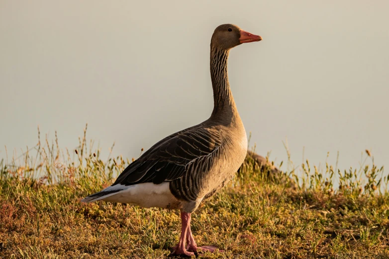 a goose is standing in the grass with its head turned to the left