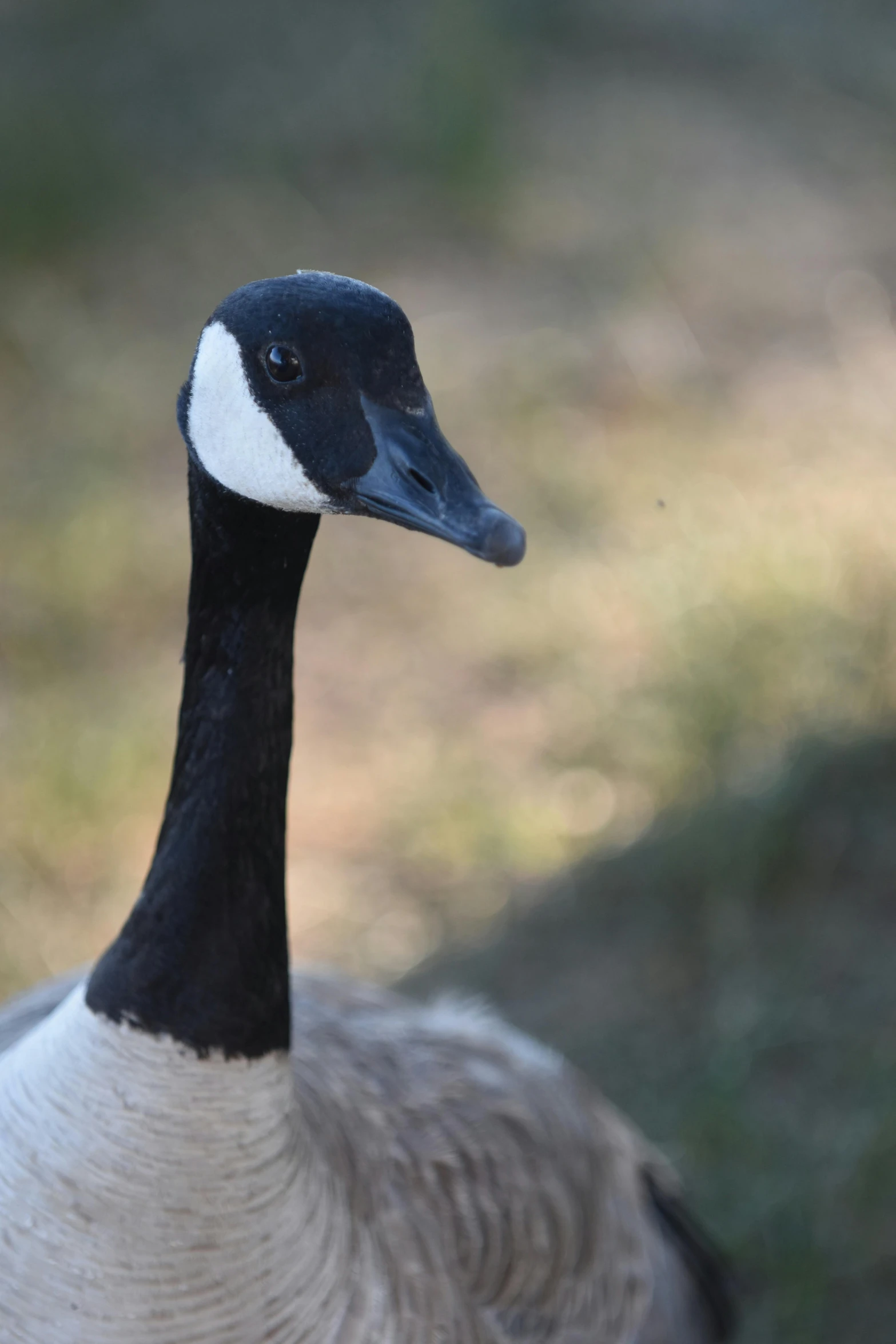 a close up of a bird near some grass