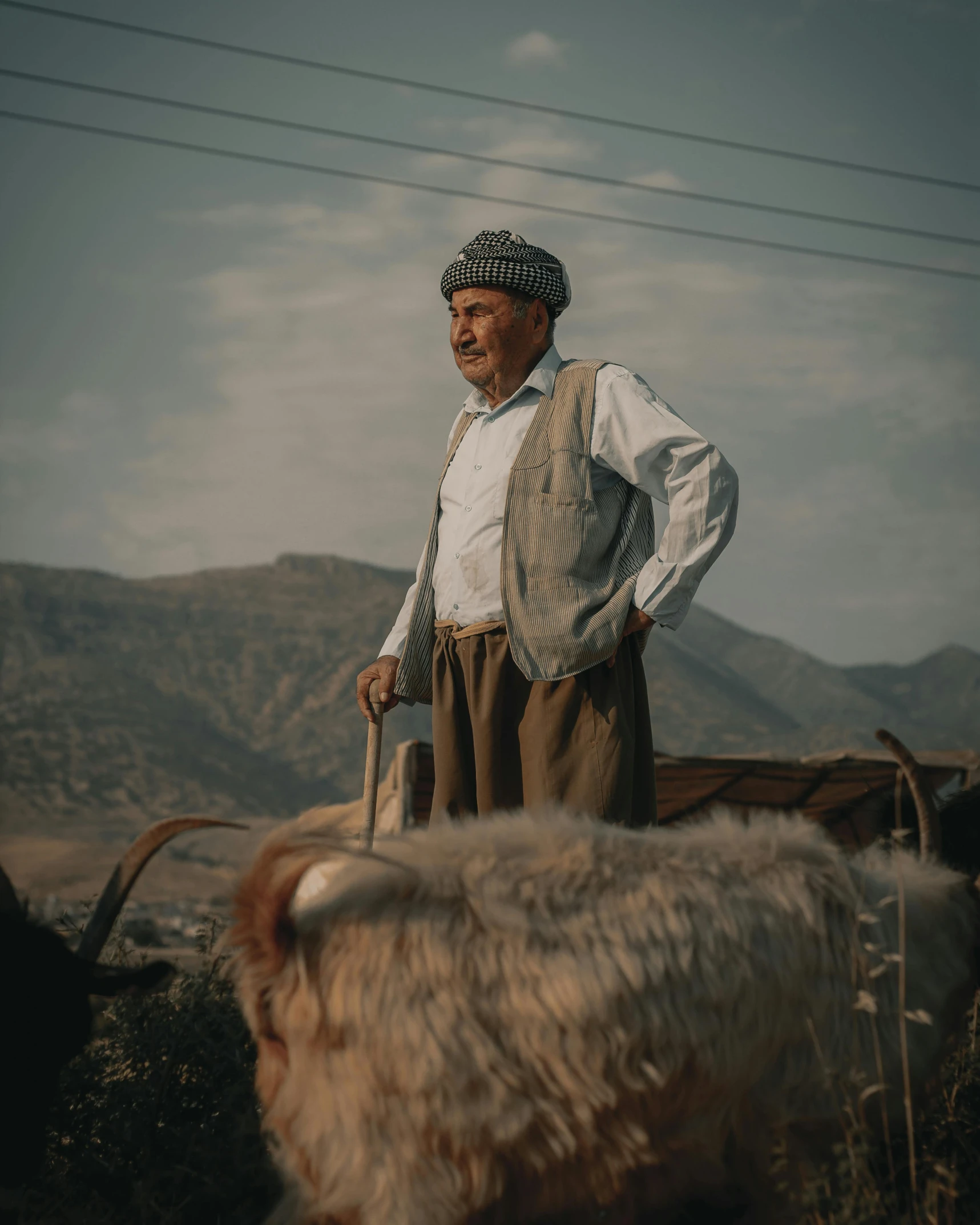 a man wearing a vest standing with two cows