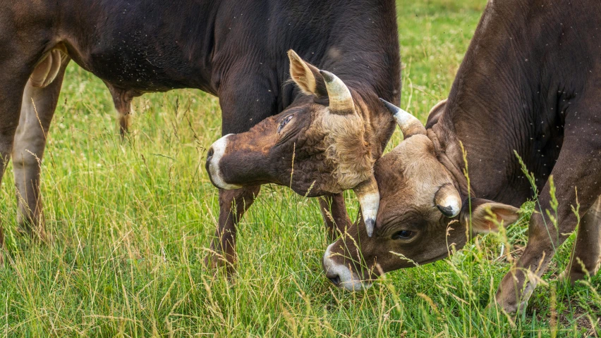 two cattle grazing on the grass on a sunny day