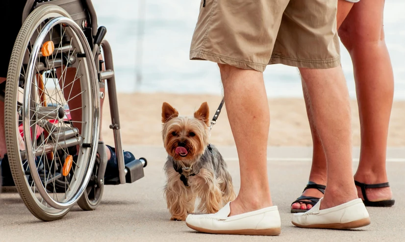 someone wearing white sandals and a dog standing next to a person in a wheel chair