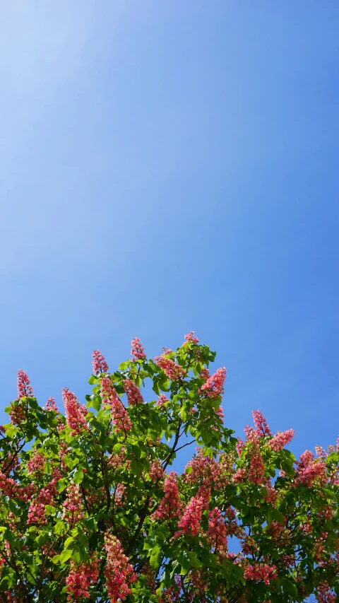 pink flowers blooming on green leaves against the blue sky