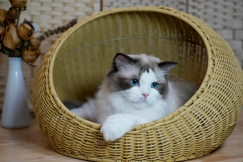 the cat is laying down in a basket