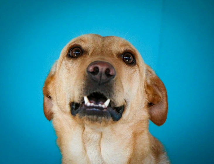 the dog's nose is adorned with a rubber bow tie