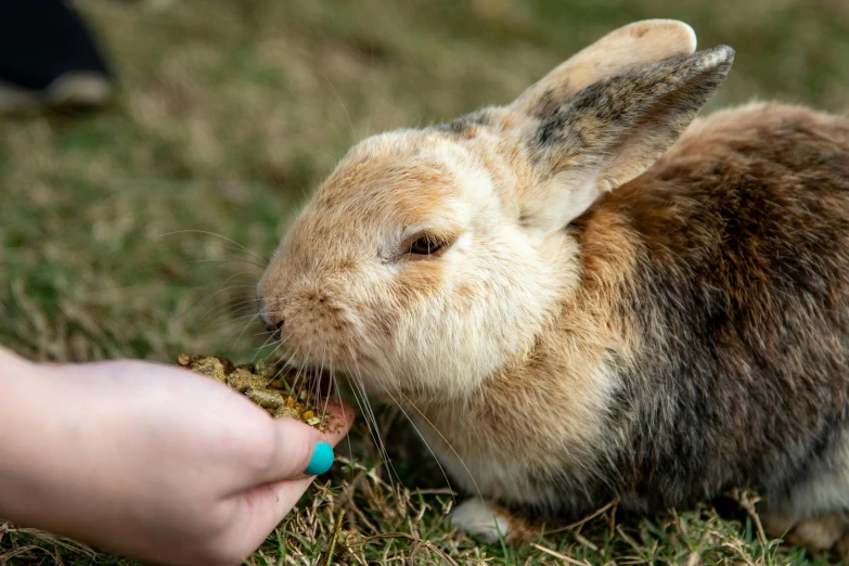 a person feeds the tail of a rabbit