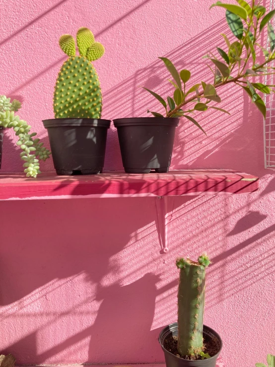 cactus and cacti on a shelf, against a pink wall