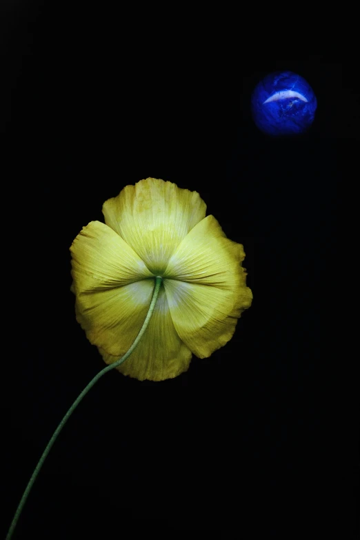 a yellow flower sitting next to a blue vase