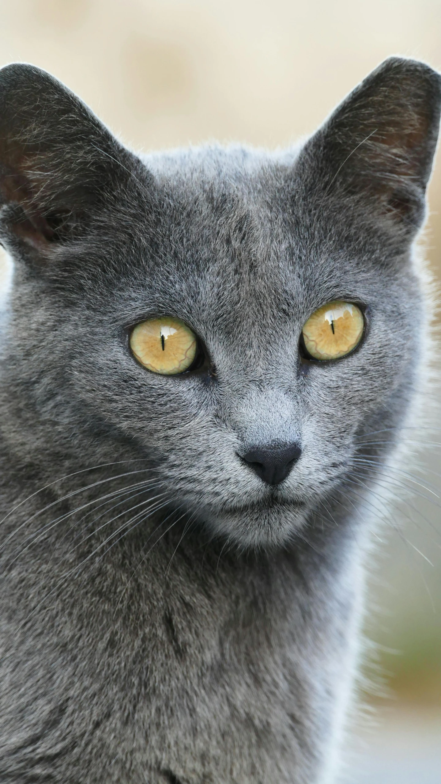 the face of a cat with orange eyes and whiskers