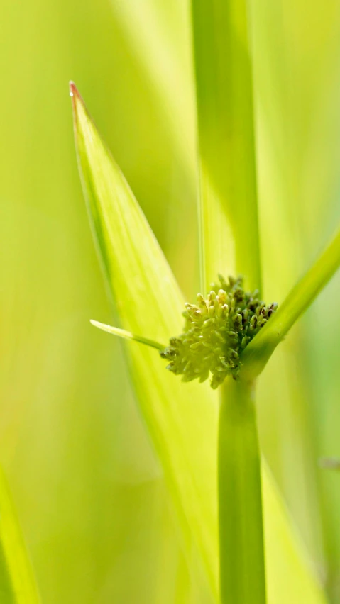 a close - up image of a flower head showing the seed