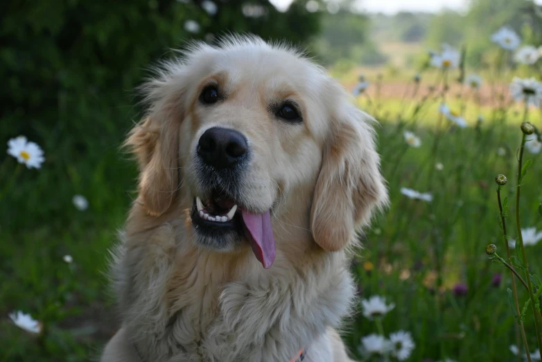 a cute furry dog standing in the grass