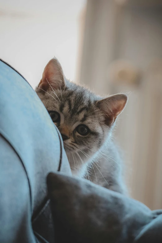 a grey kitten on the back of a couch