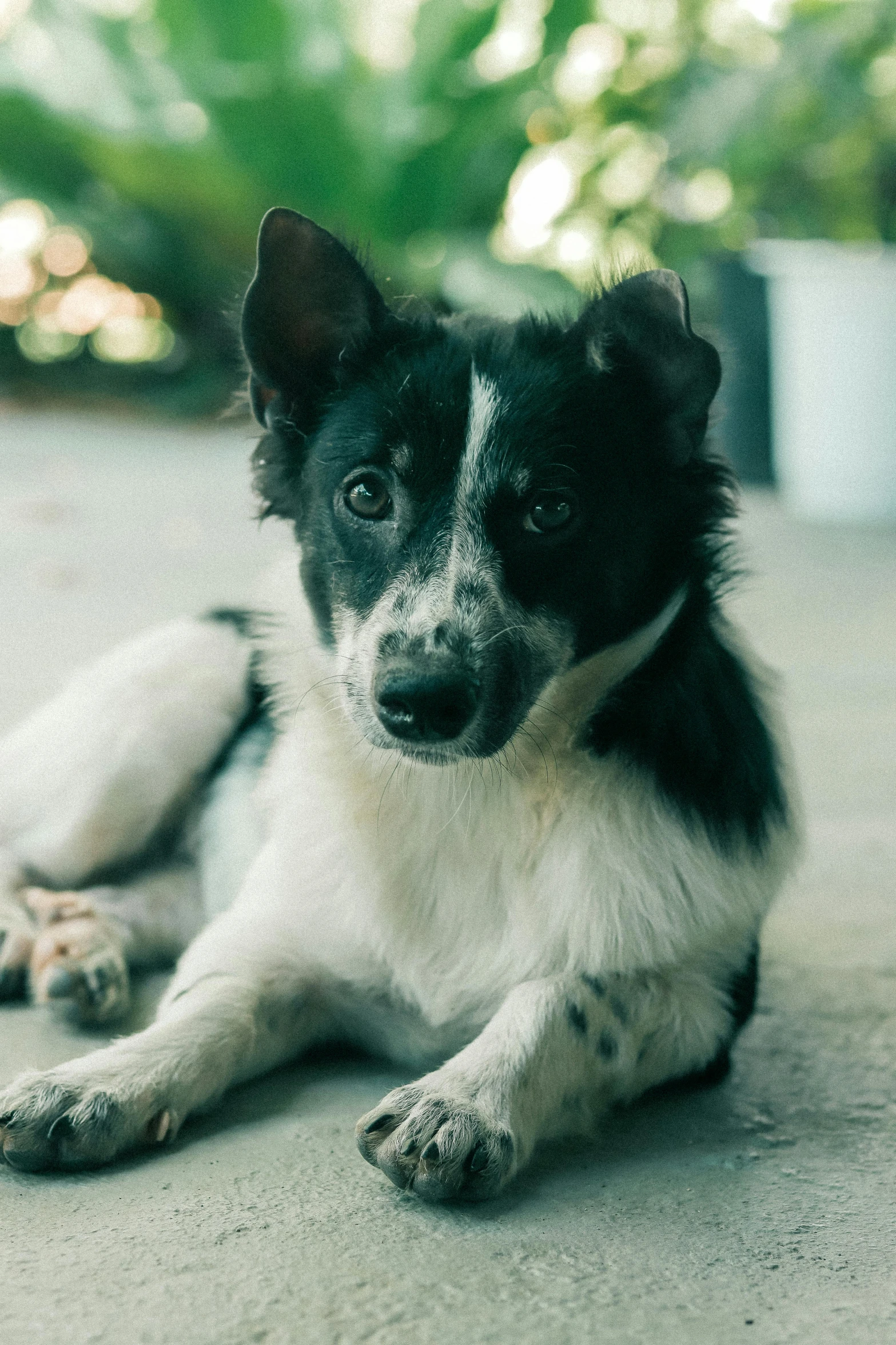 a black and white dog laying on the ground