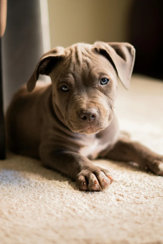 a puppy is sitting on the carpet looking at the camera