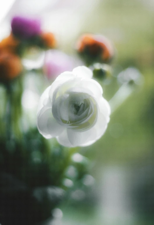 flowers growing in a vase next to a blurred wall