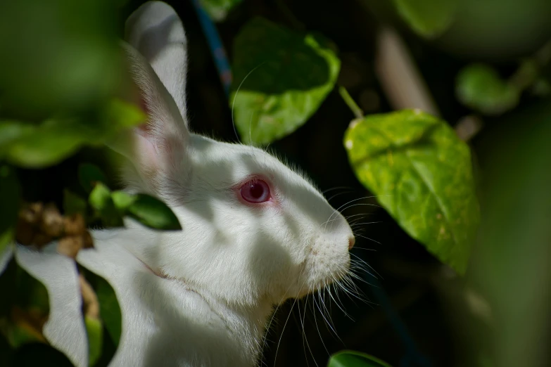 a white rabbit is peeking through some leaves