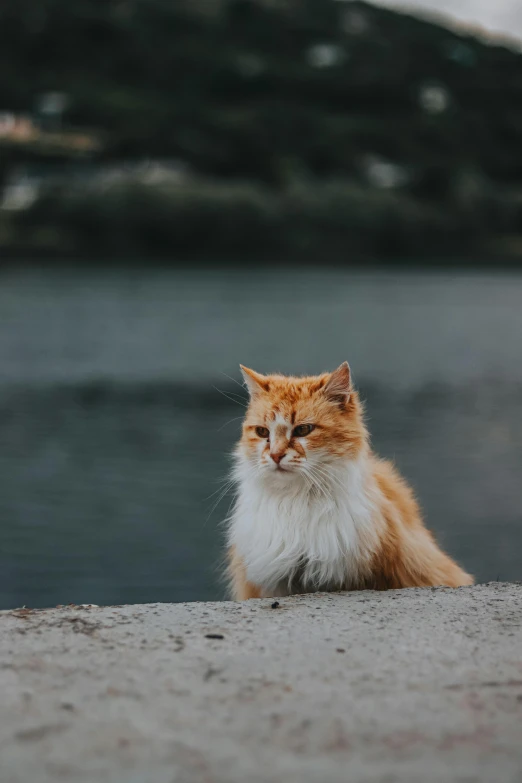 a cat that is sitting on the sand