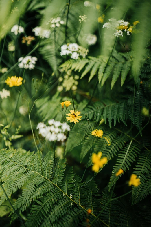 a fern with white flowers in front of it