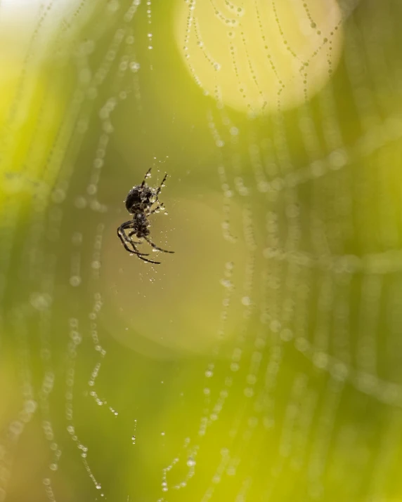 a spider is in its web outside in a rain